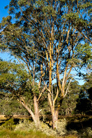 Trees at Polblue Swamp