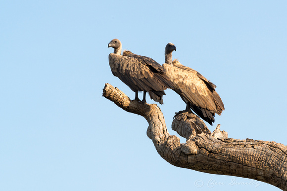 A pair of African White-backed Vultures