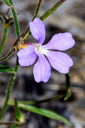 Fanflower (Scaevola ramosissima)