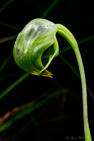 Nodding Greenhood Orchid (Pterostylis sp aff. nutans)