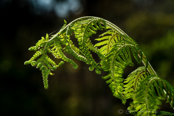 Tree fern Frond (Dicksonia antarctica)