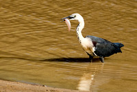 White-necked Heron with Catch
