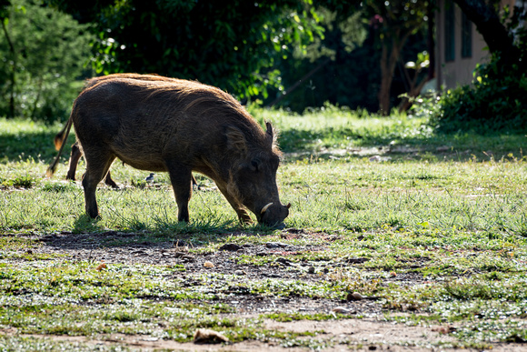 Warthogs at Red Chilli Rest Camp