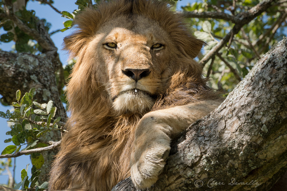Male Lion in Sausage Tree