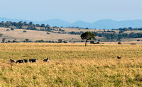 A Herd of Zebra Keeping a Close Watch on a Lion