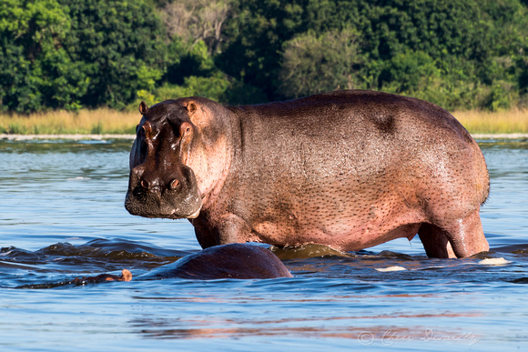 Hippopotomuses in the River