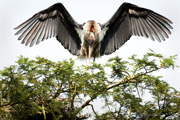 Marabou Stork at nest