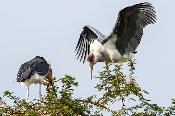 Marabou Storks Breeding Site