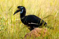 Abyssinian Ground-hornbill (Bucorvus abyssinicus)