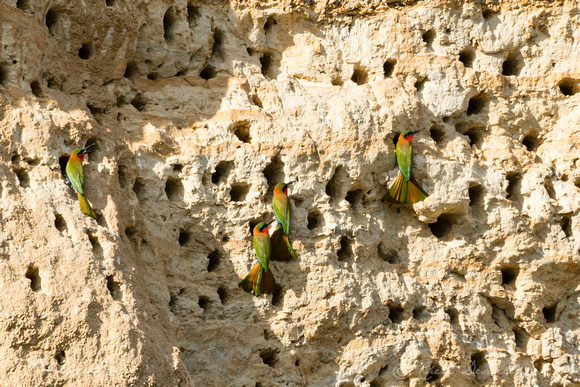 Red-breasted Bee-eaters (Merops bulocki) at nesting hollows