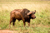 African Buffalo Calf