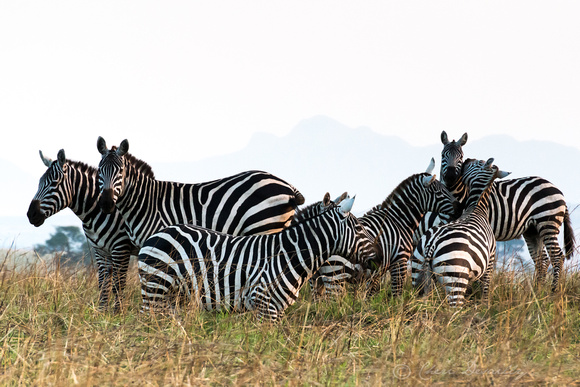 Herd of Zebra