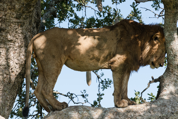 Male Lion in Sausage Tree