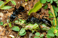 Ants eating  Catterpillar