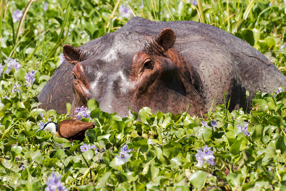 Hippopotomus with calf