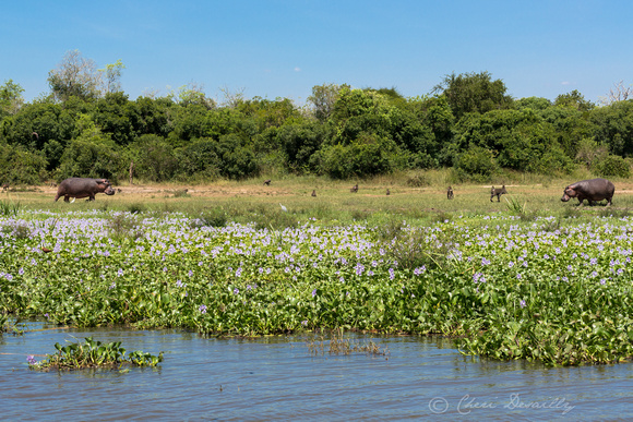 Hippopotomus and Babboons grazing on the Banks of the Victoria Nile