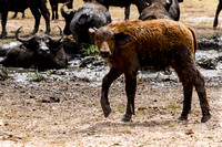 African Buffalo Calf