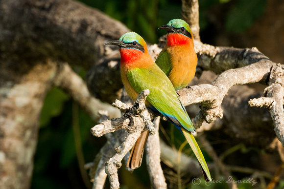 Pair of Red-throated Bee-eaters (Merops bulocki)