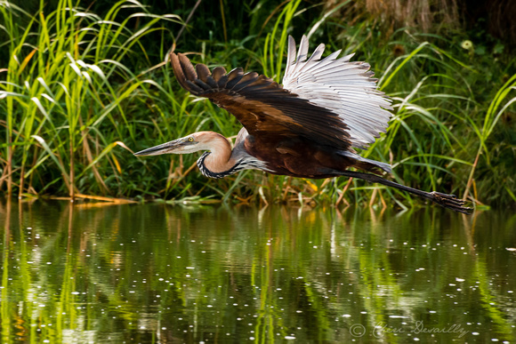 Goliath Heron (Ardea goliath) in flight
