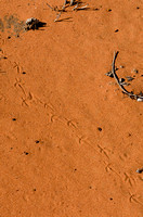 Tracks in the Crater Floor