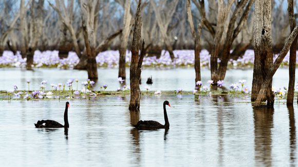 Black Swans (Cygnus atratus)  Water Lillies on Lake Nuga Nuga