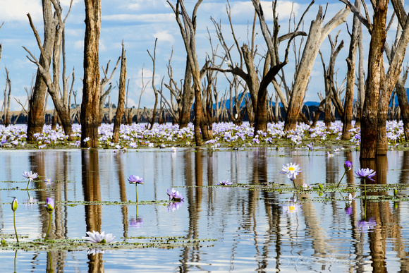 Water Lillies on Lake Nuga Nuga 7