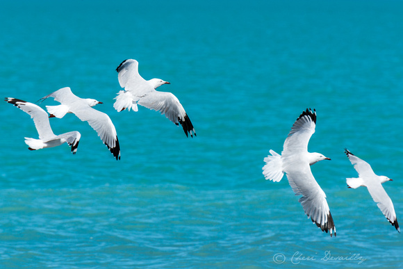 Silver Gulls (Larus novaehollandiae)