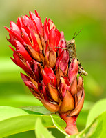 Grasshopper on Bromeliad Flower