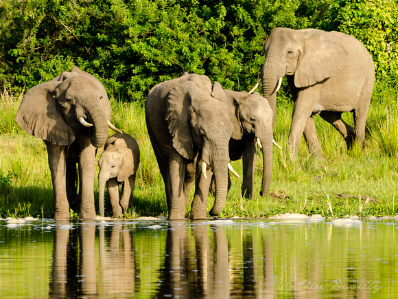 Elephants on the banks of the Victoria Nile