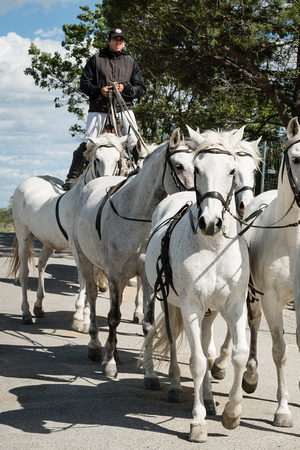 The White horses of the Camargue with Guardians