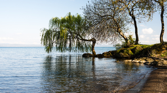 Willow on Lake Balsena
