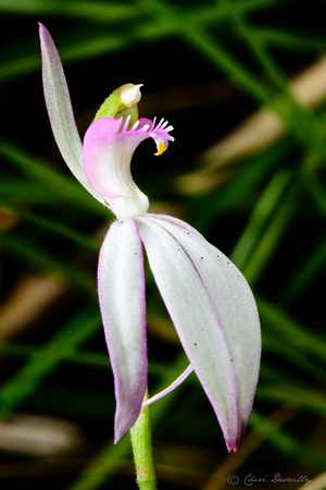Fairy Orchid (Caladenia sp aff. carnea 'Blackdown')